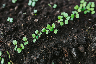 Update – Growth